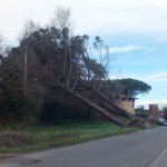 alberi_2