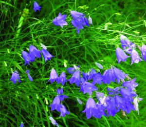 Campanula_martinii