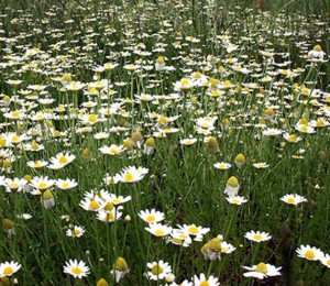 Anthemis1