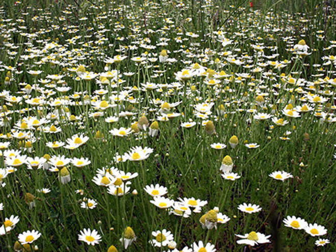 Anthemis1