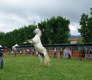 agrifiera