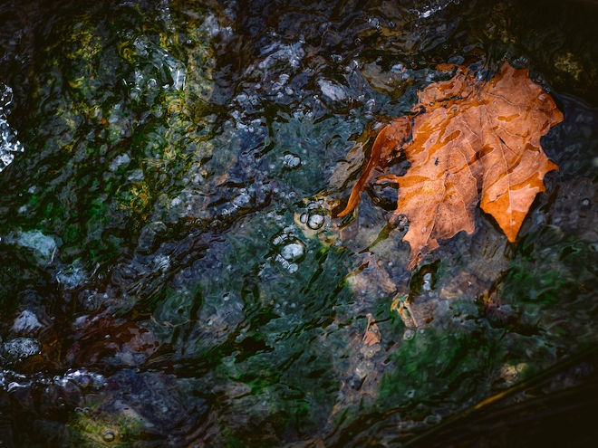 autumn