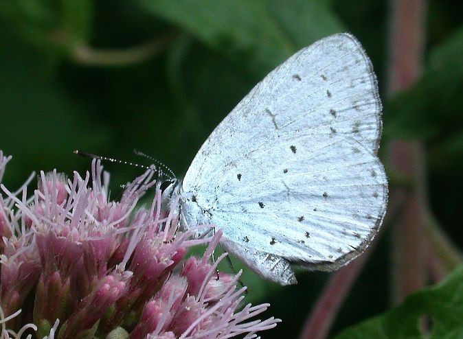 farfalla