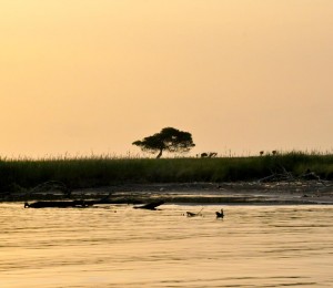 Tramonto-Tenuta-di-San-Rossore---Foto-di-Enrico-Lippi