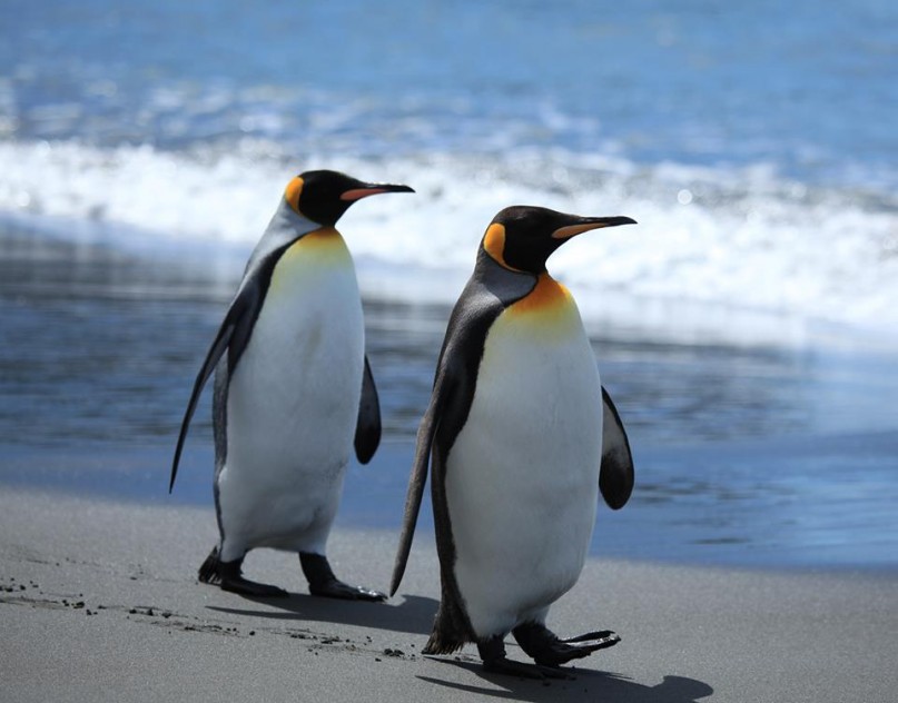 pinguini