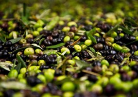 olive