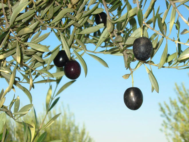 olive