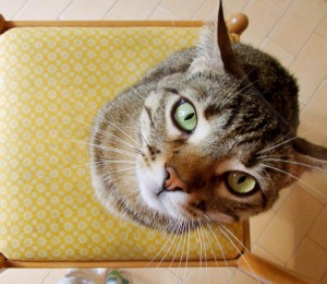 gatto
